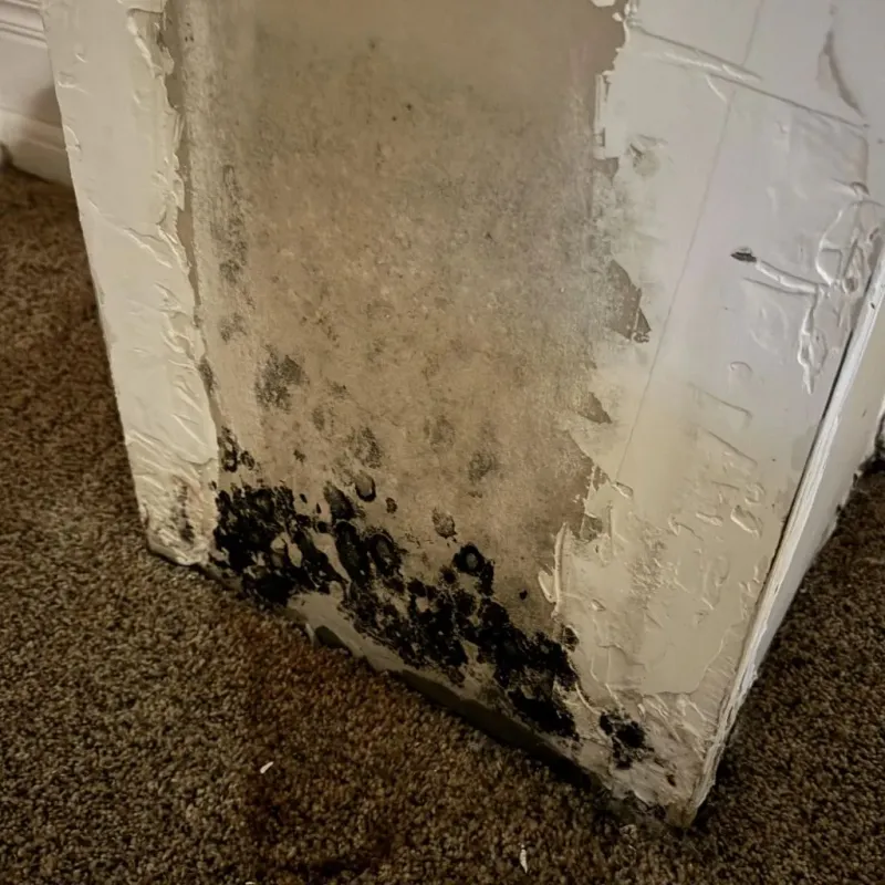 Professional Mold Removal in Ludowici, GA